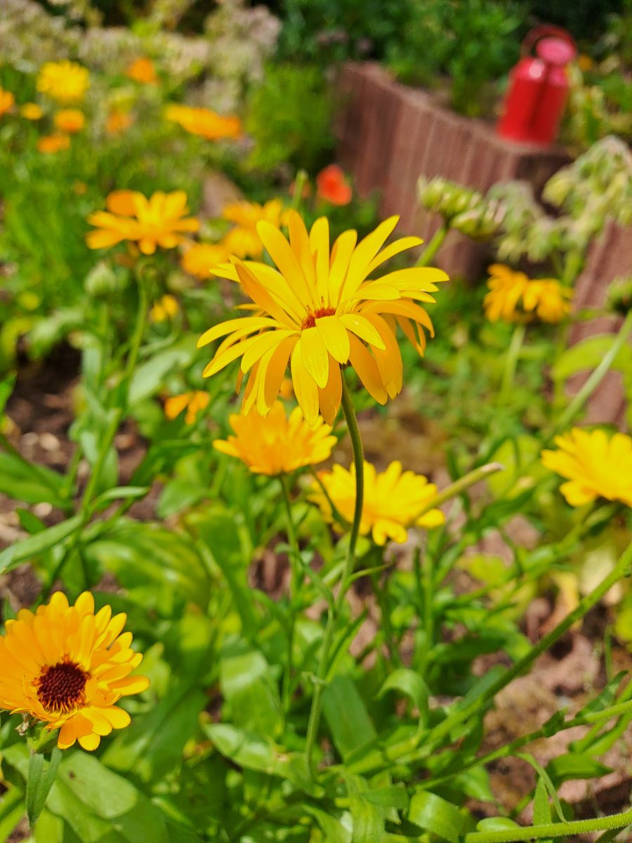 Nature and<br>wellbeing